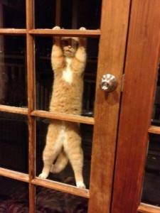 Locked Out Kitty Cat