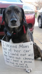 Dog Locked Mom Out
